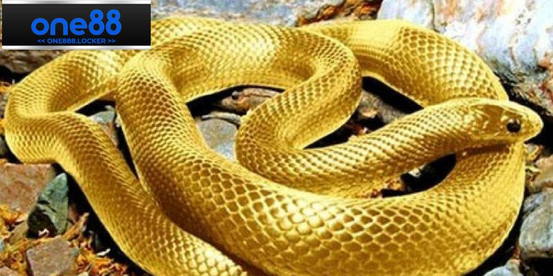 Các giấc mộng về rắn thường thấy