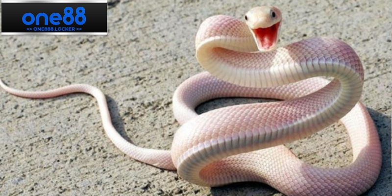 Những việc cần làm khi mơ thấy con rắn